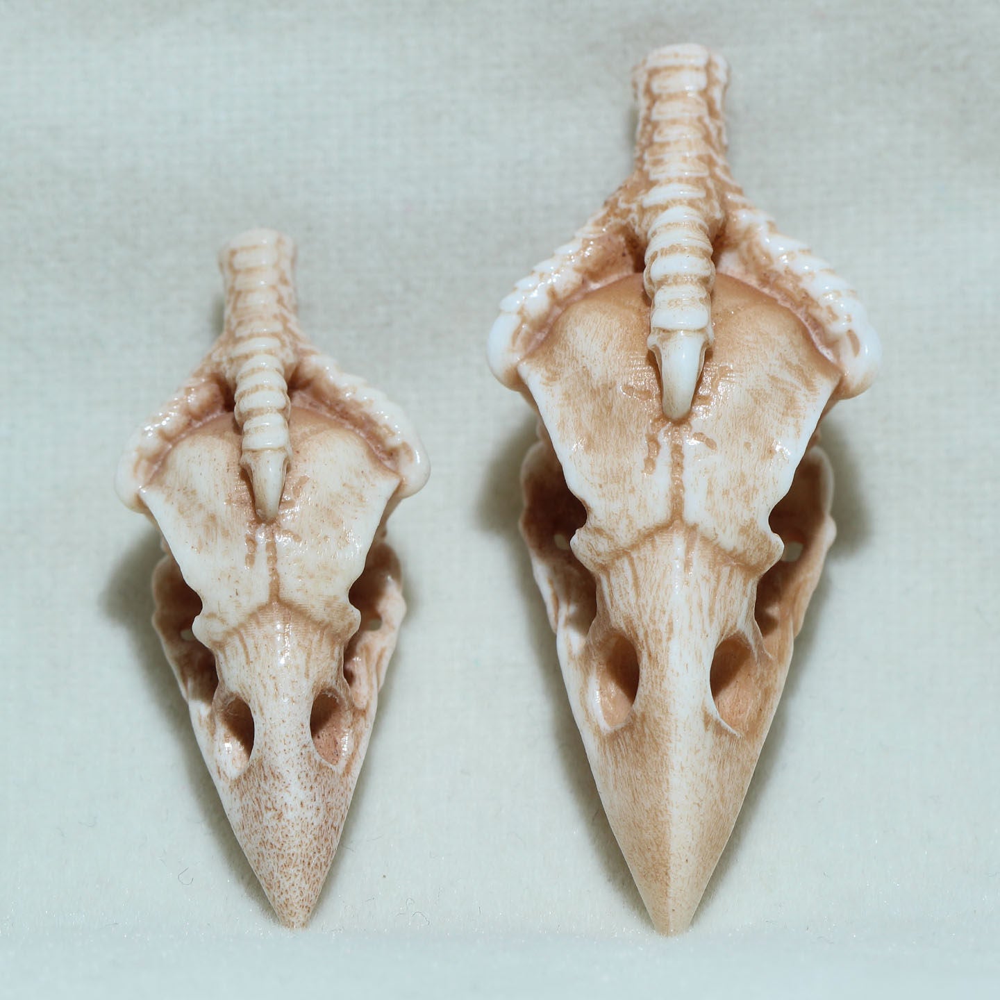 Antler Carving Crow Skull with Claws