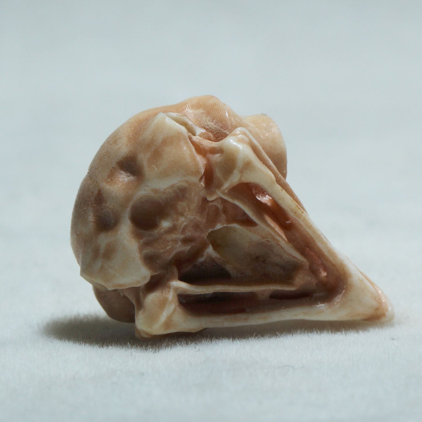 Hand-Carved Natural Antler Owl Skull DIY Bead