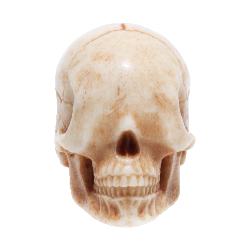 Natural Antler Faceless Skull